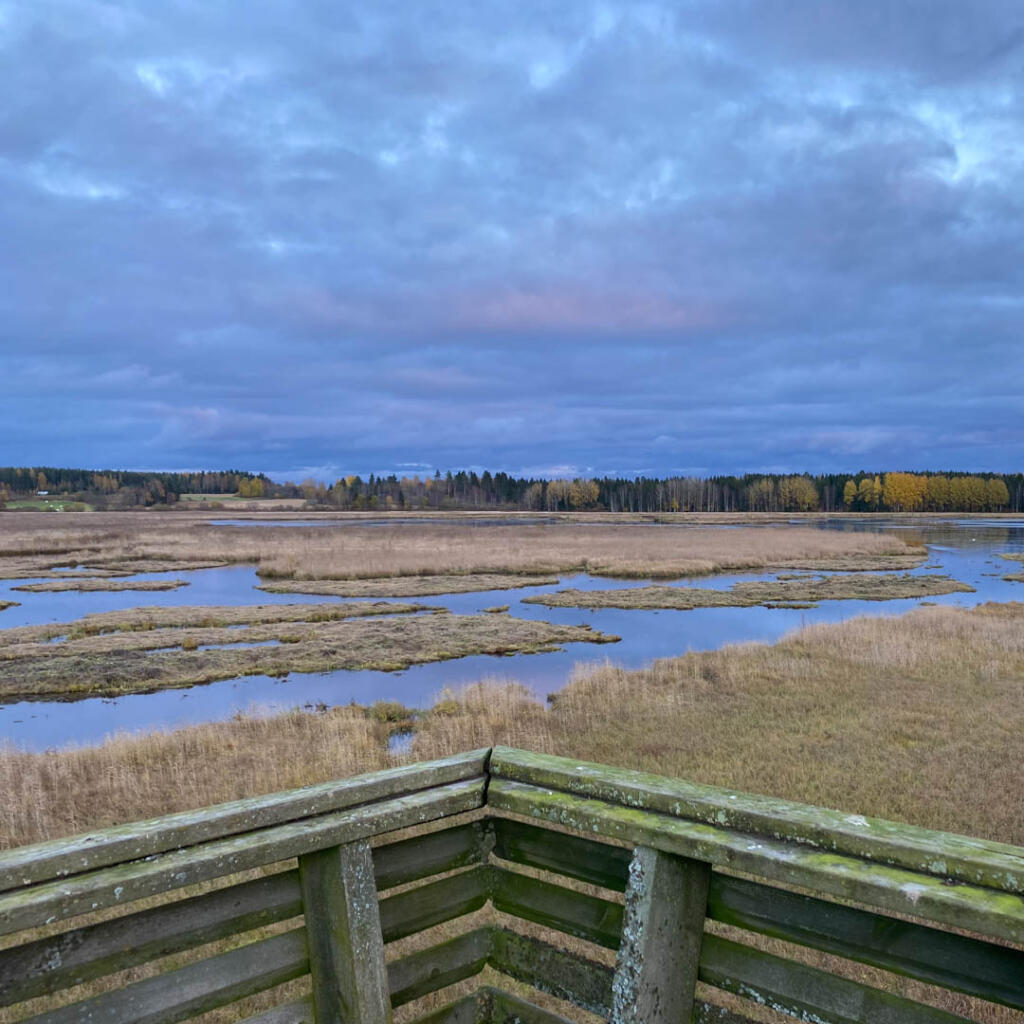 Näkymä Patalahden luontopolun lintutornista syksyiselle kosteikkoalueelle, jossa näkyy veden ympäröimiä ruohomättäitä ja taustalla metsämaisema.