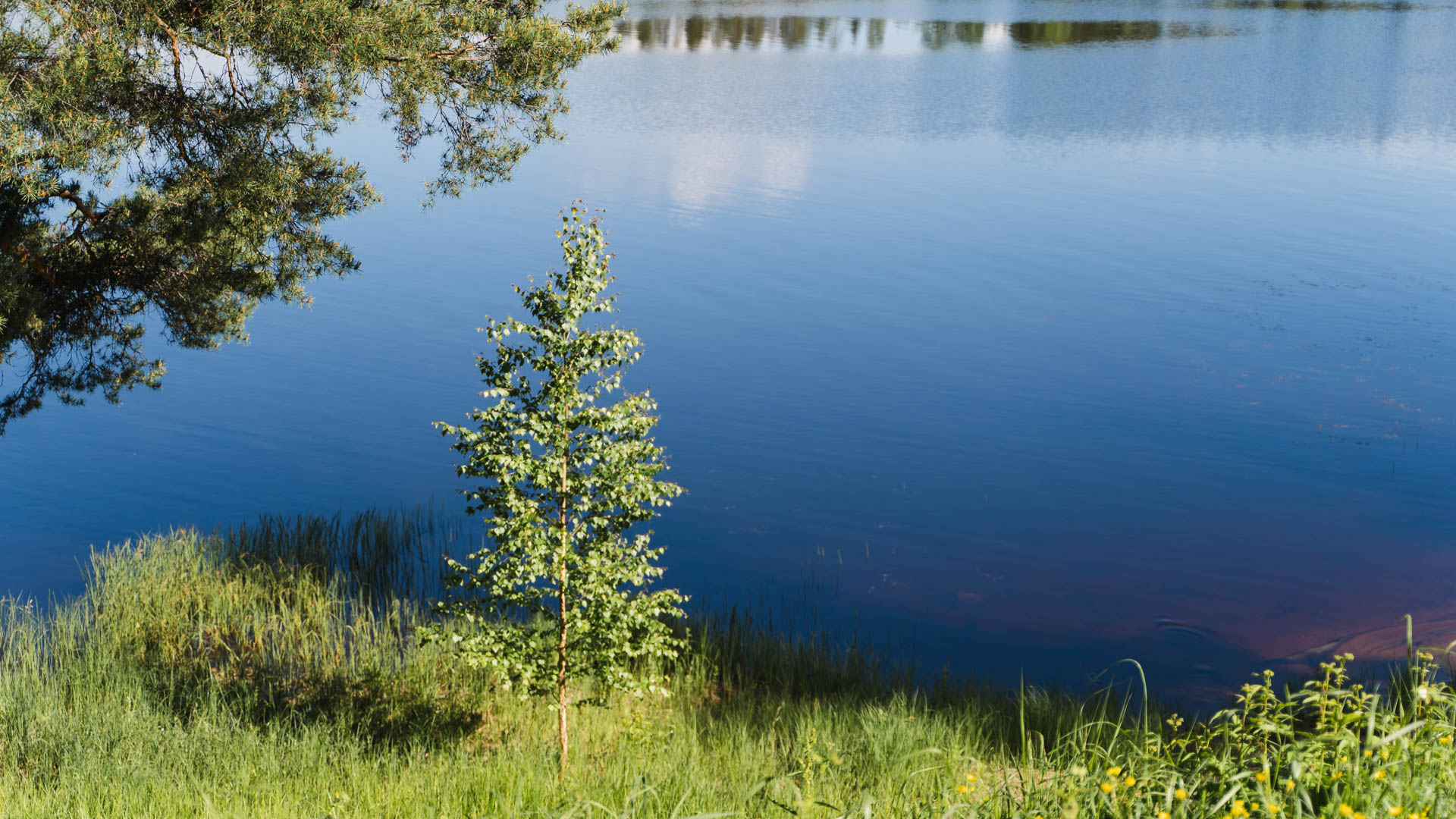 Järvi